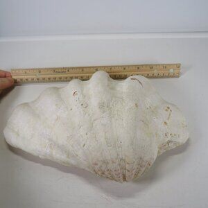 REAL Extra Large 10.5" wide 2 pounds+ Giant Clam Half Rare Unique Sea Shell